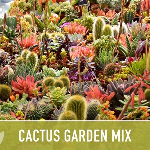 Cactus Garden Seed Mix | 50+ Seeds, Saguaro, Prickly Pear, Hedgehog, Santa Rita, Desert, Cactaceae image 10