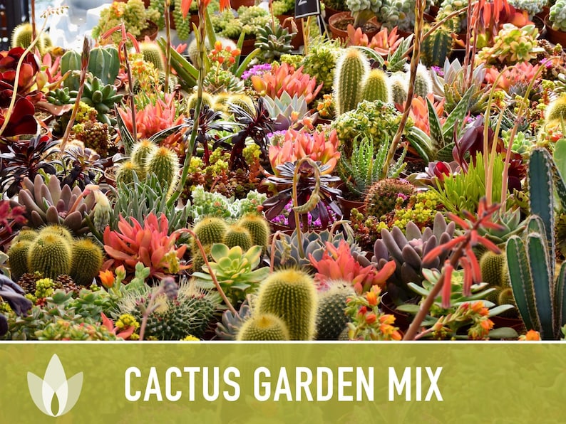 Cactus Garden Seed Mix | 50+ Seeds, Saguaro, Prickly Pear, Hedgehog, Santa Rita, Desert, Cactaceae image 10