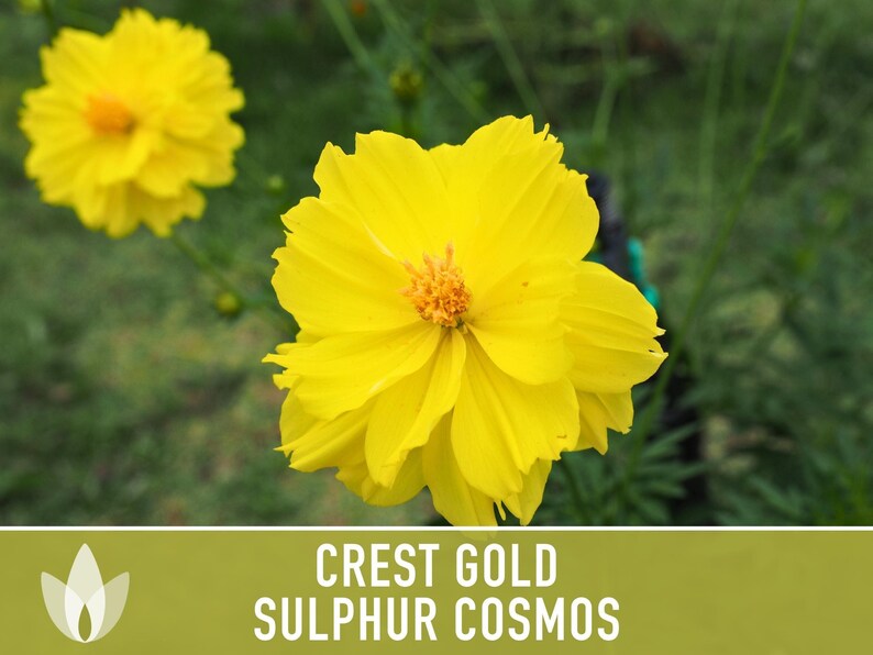 Sulphur Cosmos Seeds, Crest Gold, Pollinator Friendly (Non-GMO) image 11