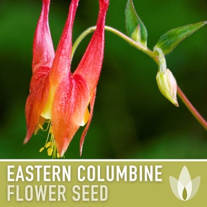 Eastern Columbine Flower Seeds - Heirloom Seeds, Container Garden, Hanging Flowers, Cut Flower Seeds, Open Pollinated, Non-GMO