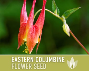 Eastern Columbine Flower Seeds - Heirloom Seeds, Container Garden, Hanging Flowers, Cut Flower Seeds, Open Pollinated, Non-GMO