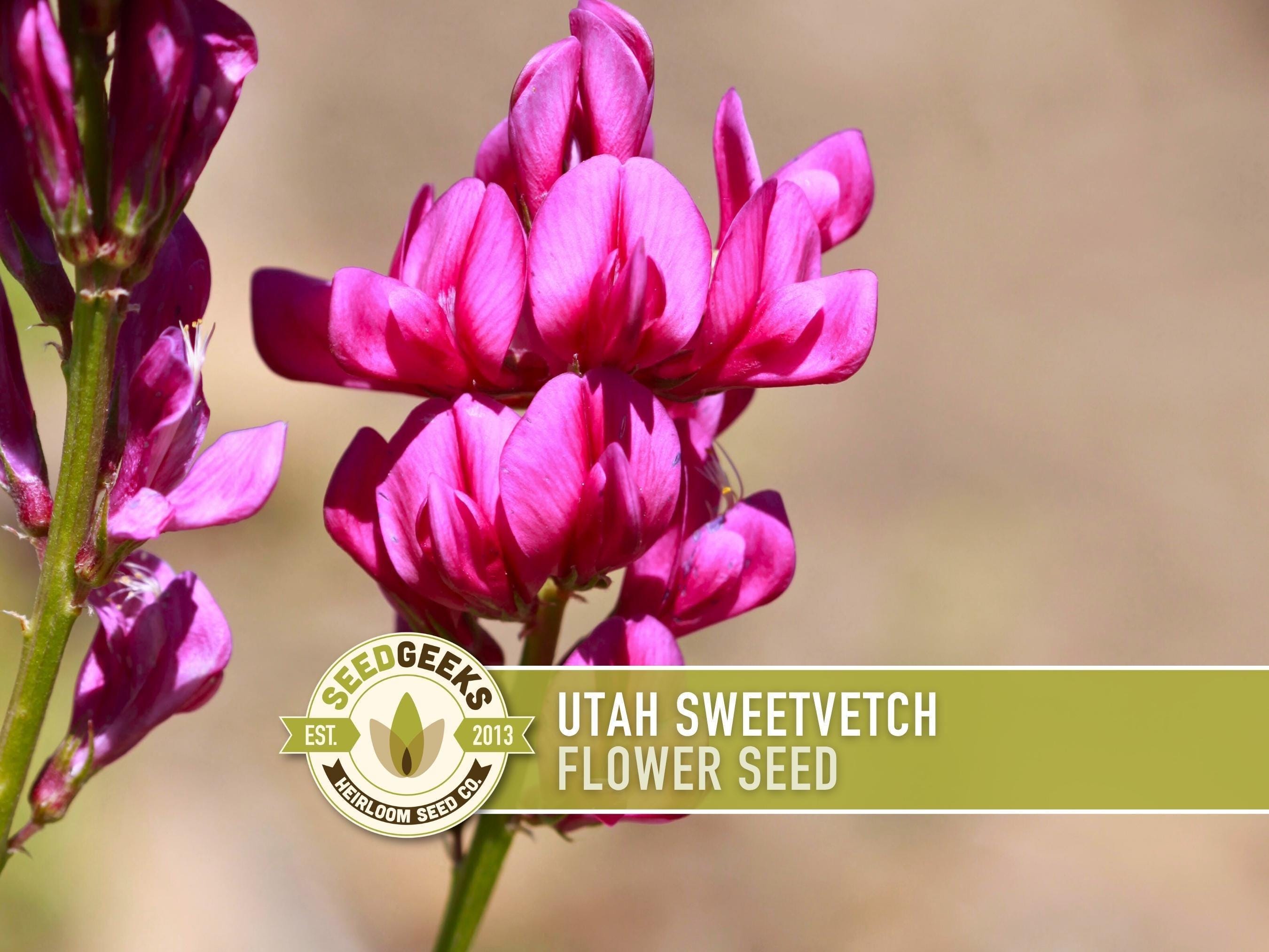 Utah Sweetvetch Flower Seeds - Pollinator Garden, Heirloom (25 Seeds) - Etsy