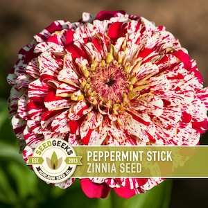 Peppermint Stick Zinnia Flower | 100+ Seeds, Heirloom, Attracts Hummingbirds, Butterflies, Bees, Florists, Zinnia elegans