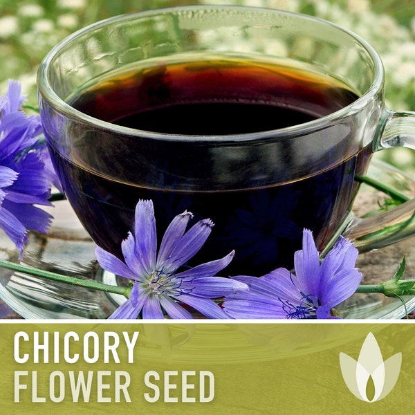 Chicory Wildflower Herb Heirloom Seeds, Flower Seeds, Wildflower, Medicinal Herb, Coffee Substitute