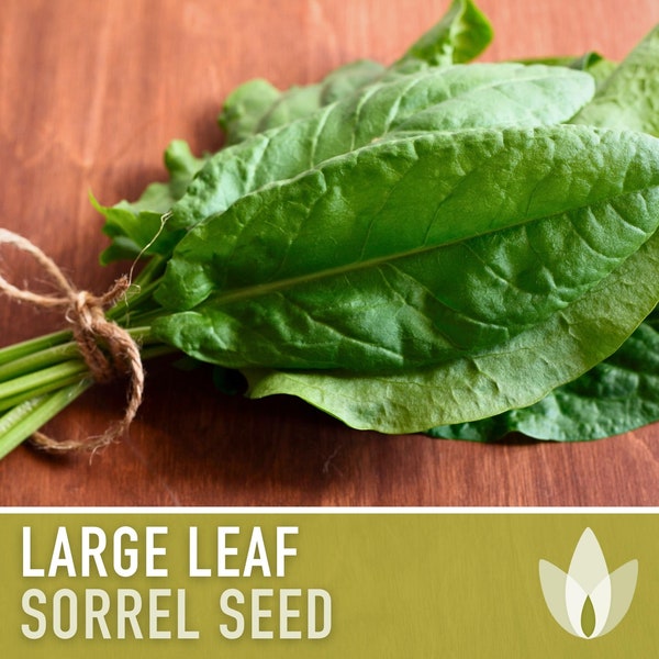 Sorrel, Large Leaf Herb Heirloom Seeds