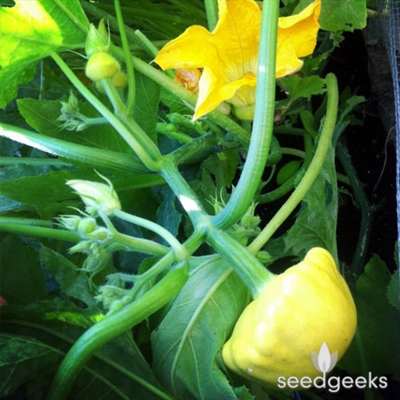 Yellow Scallop Patty Pan Bush Summer Squash Heirloom Seeds ...