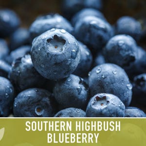 Semillas de arándano azul de arbusto alto del sur / Más de 50 semillas, variedad tradicional, bayas no transgénicas para repostería y uso medicinal, Vaccinium corymbosum imagen 6