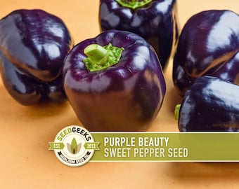 Purple Beauty Sweet Bell Pepper Heirloom Seeds