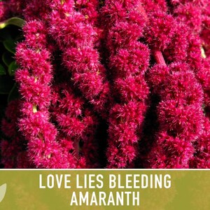 Semillas tradicionales de amaranto sangrante Love Lies imagen 9