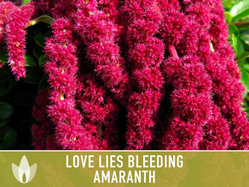 Semillas tradicionales de amaranto sangrante Love Lies imagen 9