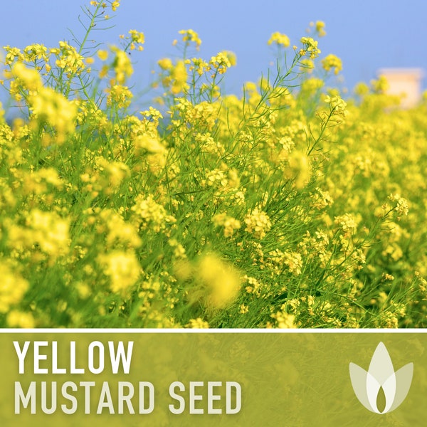 Yellow Mustard Seeds - Heirloom Seeds, Cover Crop, Medicinal Herb, Culinary Herb, Microgreens, Edible Flowers, Sinapis Alba, Non-GMO