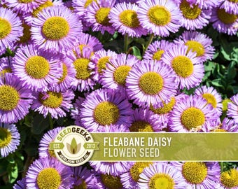 Fleabane Daisy Flower Seeds - Lavender Violet, Perennial Heirloom