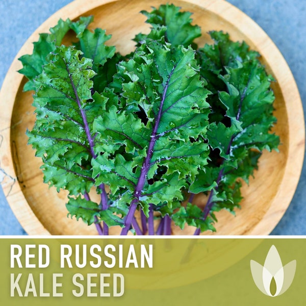 Red Russian Kale Heirloom Seeds - Buda Kale, Ragged Jack, Kale Chips, Cold Hardy, Open Pollinated, Non-GMO