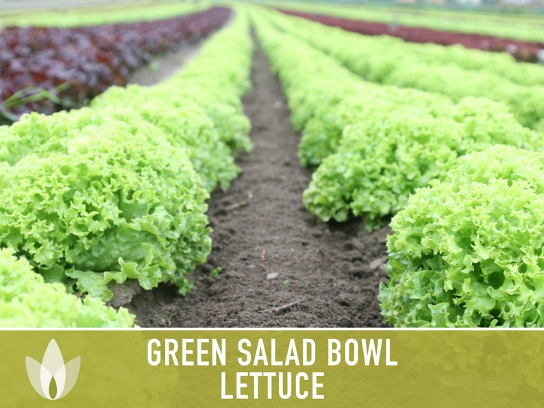 Green Salad Bowl Lettuce Heirloom Seeds image 6