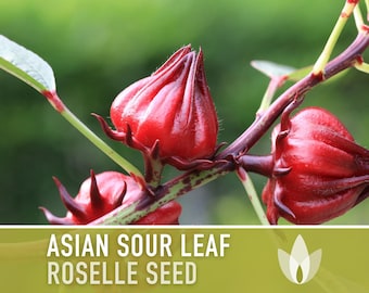 Asian Sour Leaf Roselle Seeds - Red Hibiscus, Heirloom Seeds, Annual, Edible Flower, Florida Cranberry, Indian Sorrel, Jamaican Tea, Non-GMO