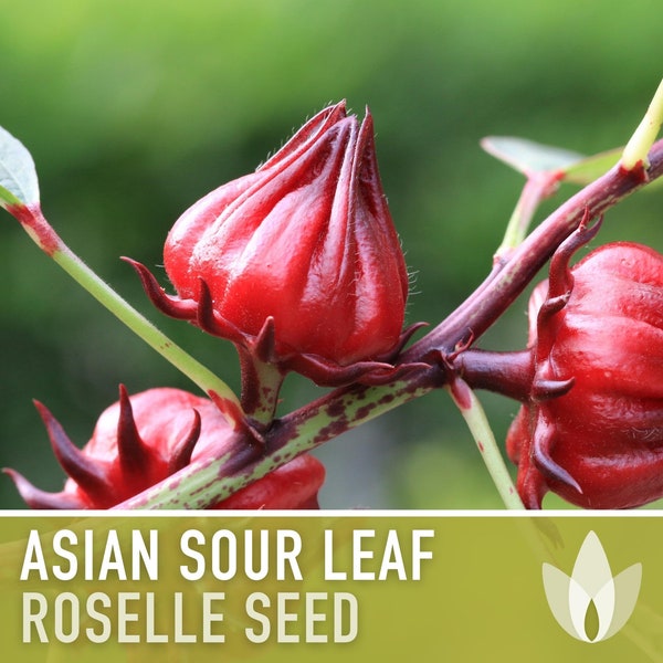Asian Sour Leaf Roselle Seeds - Red Hibiscus, Heirloom Seeds, Annual, Edible Flower, Florida Cranberry, Indian Sorrel, Jamaican Tea, Non-GMO