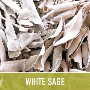White Sage Seeds | 50+ Seeds, Heirloom, Ceremonial, Non-GMO, Sacred Medicinal Herb, Smudging, Salvia apiana image 8