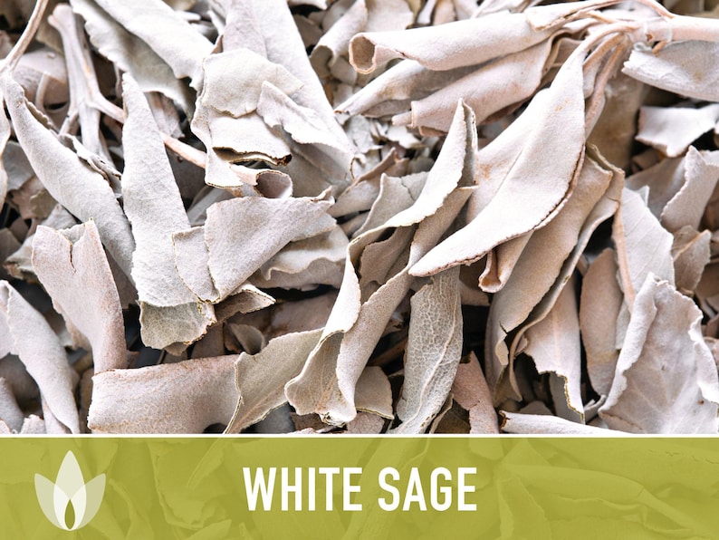White Sage Seeds | 50+ Seeds, Heirloom, Ceremonial, Non-GMO, Sacred Medicinal Herb, Smudging, Salvia apiana image 8