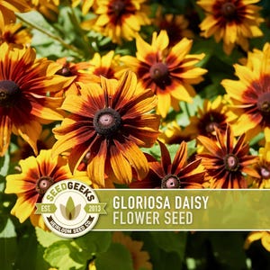 Gloriosa Daisy Seeds - Black Eyed Susan, Heirloom Rudbeckia Hirta