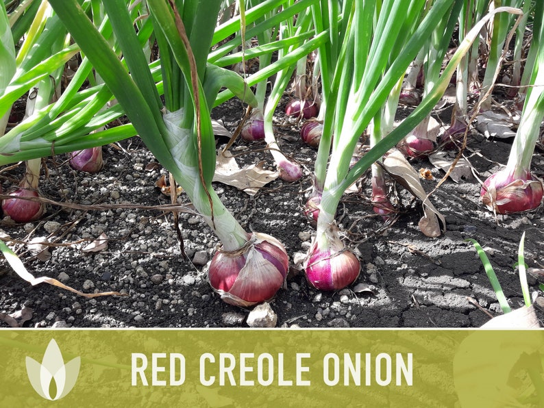 Red Creole Onion Heirloom Seeds Short Day, Open Pollinated, Non-GMO image 5