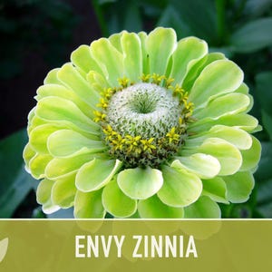 Envy Lime Green Zinnia Seed | 100+ Seeds, Heirloom Annual Flower, Butterfly Gardens, Cut Flowers, Zinnia elegans zdjęcie 8