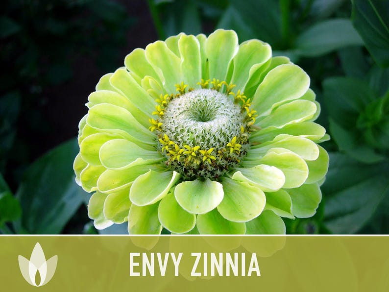 Envy Lime Green Zinnia Seed | 100+ Seeds, Heirloom Annual Flower, Butterfly Gardens, Cut Flowers, Zinnia elegans zdjęcie 8