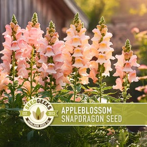 Appleblossom Snapdragon Seeds | 100+ Seeds, Heirloom Cottage Garden, Nectar Flowers, Border Plant, Antirrhinum majus