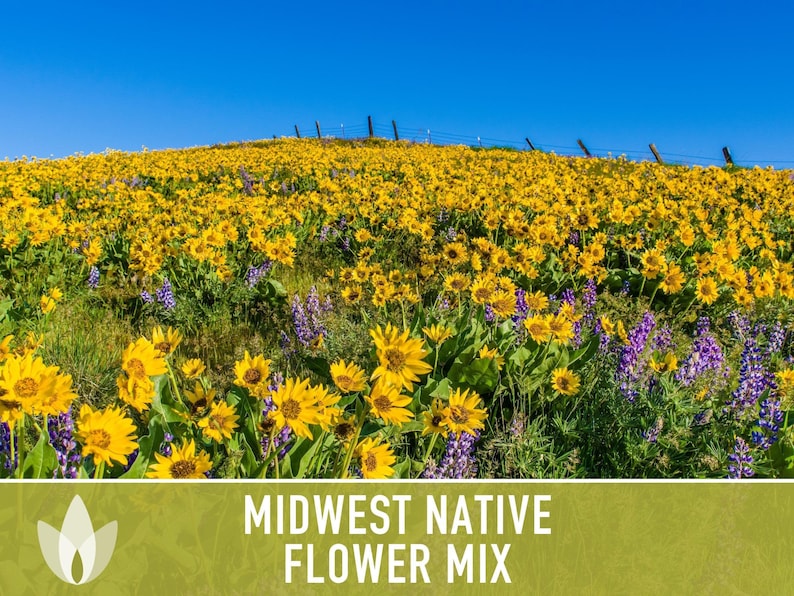 Midwest Native Wildflower Seeds Mix, Heirloom image 5