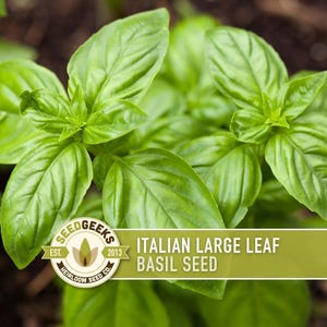 May include: Close-up of vibrant green Italian Large Leaf Basil plants. The leaves are large, textured, and glossy, with visible veins. A banner displays "Italian Large Leaf Basil Seed" and the Seed Geeks logo.