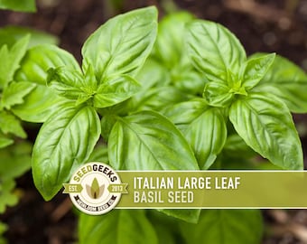 May include: A close-up of fresh, green Italian Large Leaf Basil plants. The leaves are large, textured, and glossy, with visible veins. A banner displays "Italian Large Leaf Basil Seed" and the Seed Geeks logo.