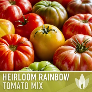 Heirloom Rainbow Blend Tomato Seeds - Heirloom Tomato Mix, Indeterminate, Mixed Tomatoes, Open Pollinated, Non-GMO