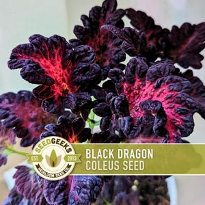 Black Dragon Coleus Seeds | 20+ Seeds, Crimson Foliage, Goth Garden, Indoor & Container, Plectranthus scutellarioides image 1