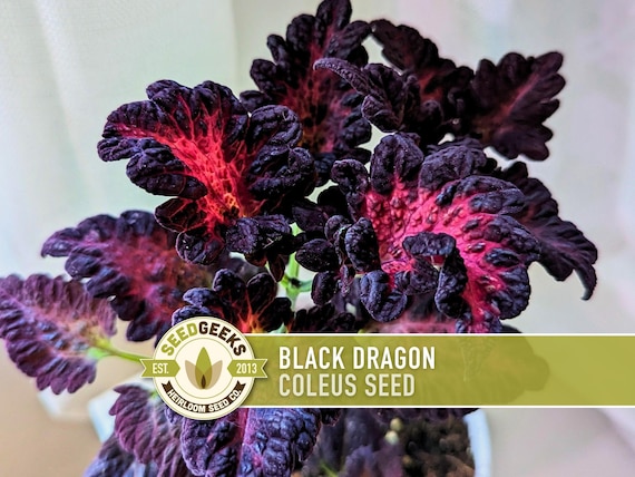 Black Dragon Coleus Seeds | 20+ Seeds, Crimson Foliage, Goth Garden, Indoor & Container, Plectranthus scutellarioides