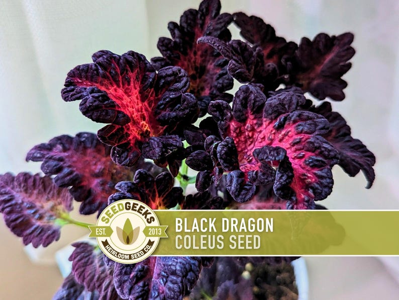 Black Dragon Coleus Seeds | 20+ Seeds, Crimson Foliage, Goth Garden, Indoor & Container, Plectranthus scutellarioides image 1