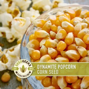 May include: Close-up of a glass bowl filled with raw, yellow popcorn kernels. Fluffy, popped popcorn is scattered around the bowl. The image includes the text "Dynamite Popcorn Corn Seed" and a logo for Seed Geeks.