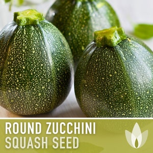 May include: Three round zucchini squash with dark green skin and a light green stem.  The squash are on a white wooden surface.  "ROUND ZUCCHINI SQUASH SEED" is written in black text on a green background.