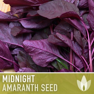 Midnight Red Amaranth Seeds - Heirloom Seeds, Salad Greens, Grain, Cut Flower, Edible Flower, Natural Fabric Dye, Open Pollinated, Non-GMO