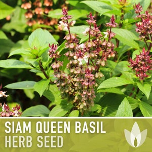 Siam Queen Basil Seeds - Thai Basil, Heirloom Seeds, Medicinal Herb, Aromatherapy, Culinary Herb, Open Pollinated, Ornamental Basil, Non-GMO