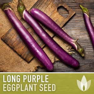 May include: Four long purple eggplants on a wooden surface. The eggplants are arranged in a row, with the stems facing up. The eggplants are a deep purple color and have a smooth, shiny skin. The wooden surface is a dark brown color and has a rough texture.