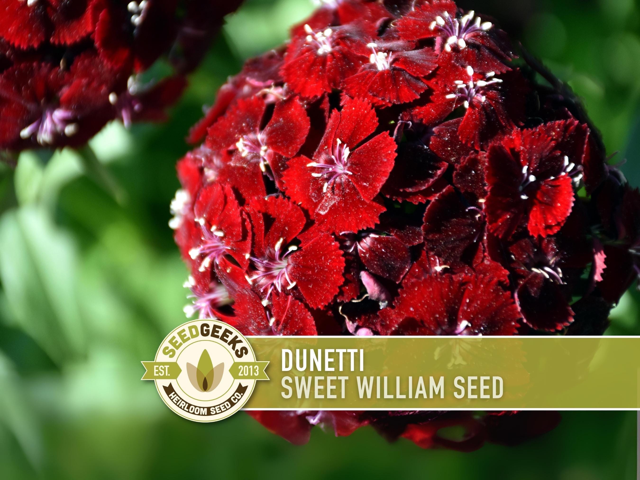 Sweet William Shop - Etsy