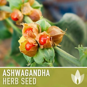 Ashwagandha Herb Seeds | 30+ Seeds, Organic, Heirloom Indian Ginseng, Medicinal, Withania somnifera image 6