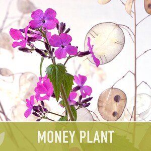 Money Plant Seeds – Heirloom Lunaria, Cut Flowers, Pollinator Garden zdjęcie 8
