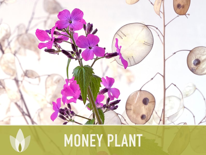 Money Plant Seeds – Heirloom Lunaria, Cut Flowers, Pollinator Garden zdjęcie 8