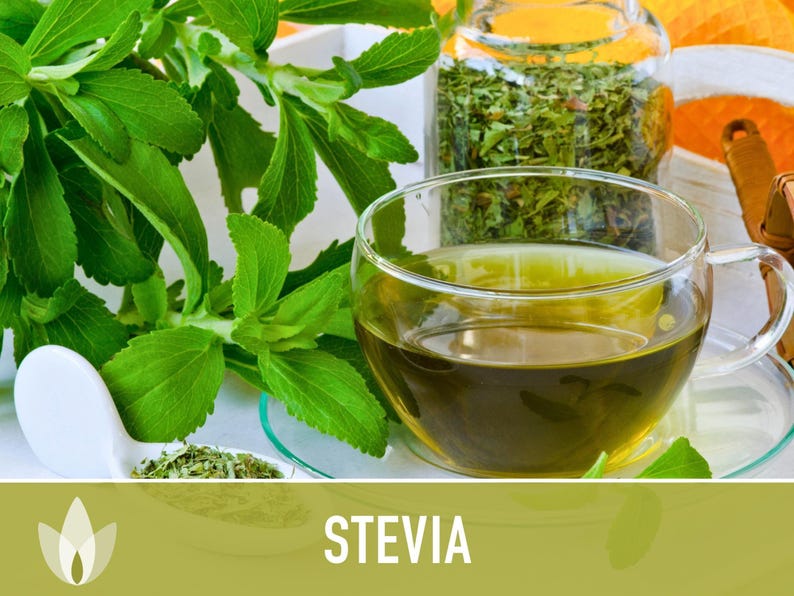 Stevia Herb Seeds - Non-GMO Heirloom Sugar Substitute image 5