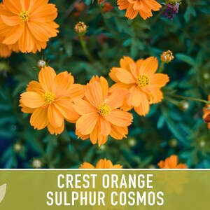 Crest Orange Sulphur Cosmos Seeds, Pollinator Friendly, Non-GMO image 10