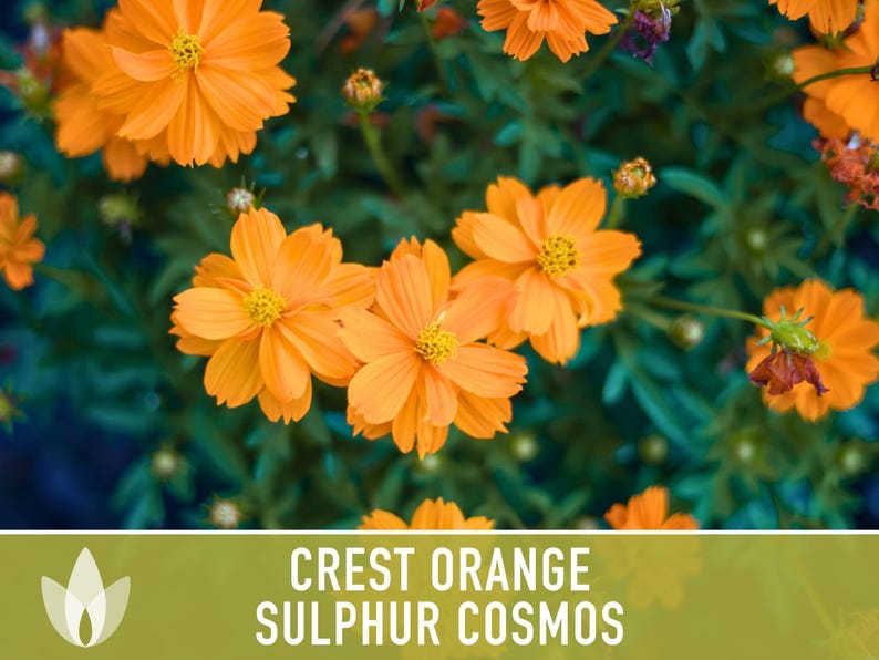 Crest Orange Sulphur Cosmos Seeds, Pollinator Friendly, Non-GMO image 10