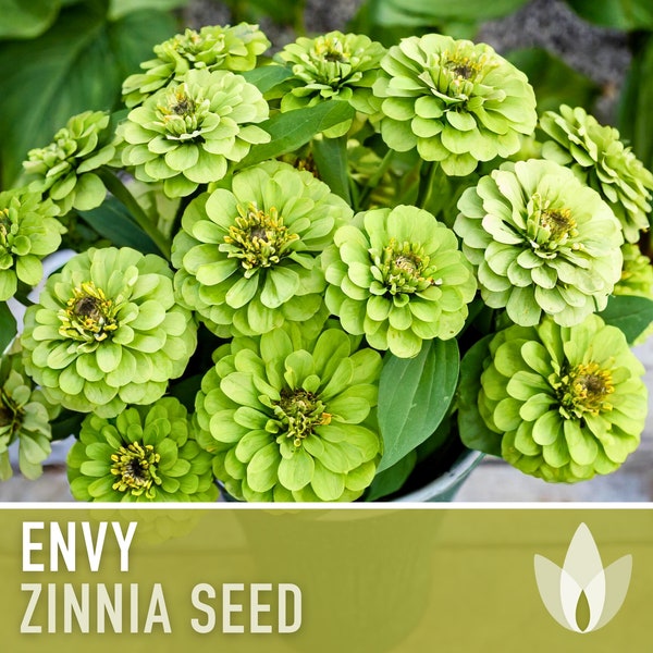 Zinnia, Envy Lime Green Heirloom Seeds - Cut Flowers, Chartreuse Flower Seeds, Open Pollinated, Non-GMO