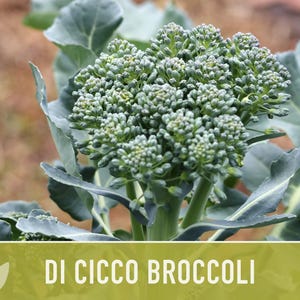 Di Cicco Broccoli Seeds - Heirloom, Organic, Non-GMO image 8