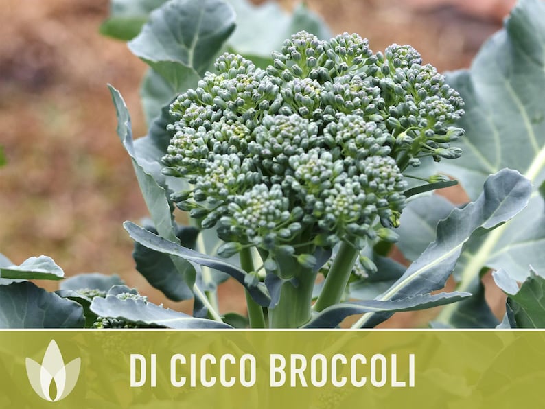 Di Cicco Broccoli Seeds - Heirloom, Organic, Non-GMO image 8