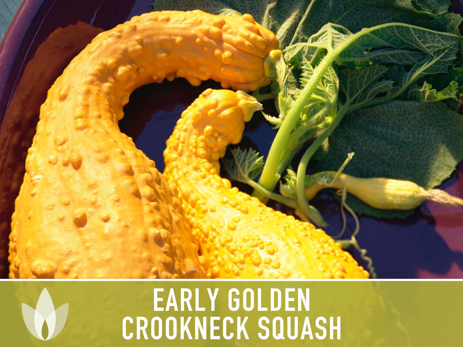 Early Golden Crookneck Summer Squash Heirloom Seeds Etsy